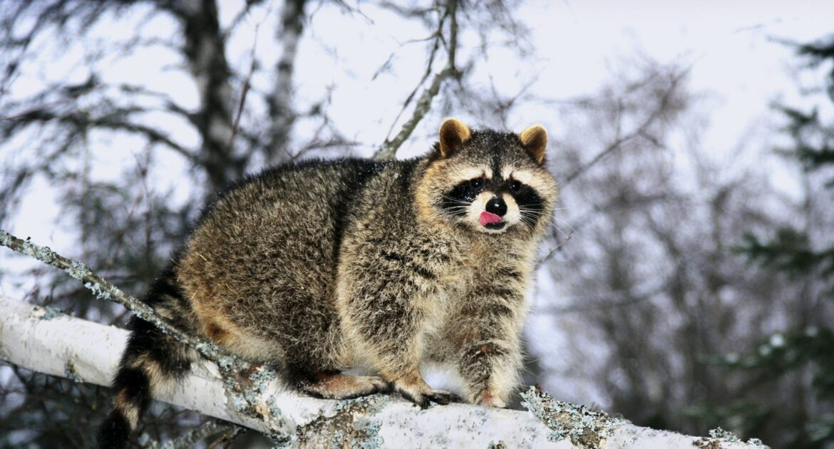 How Do Raccoons Stay Warm In The Winter