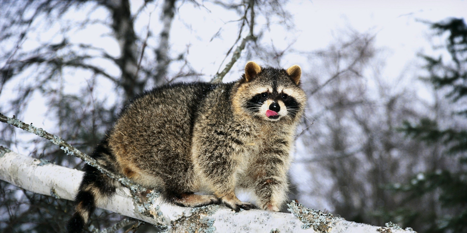 How Do Raccoons Stay Warm In The Winter