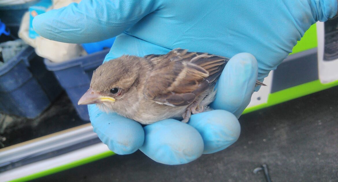 How House Sparrows Can Impact Your Baltimore Home