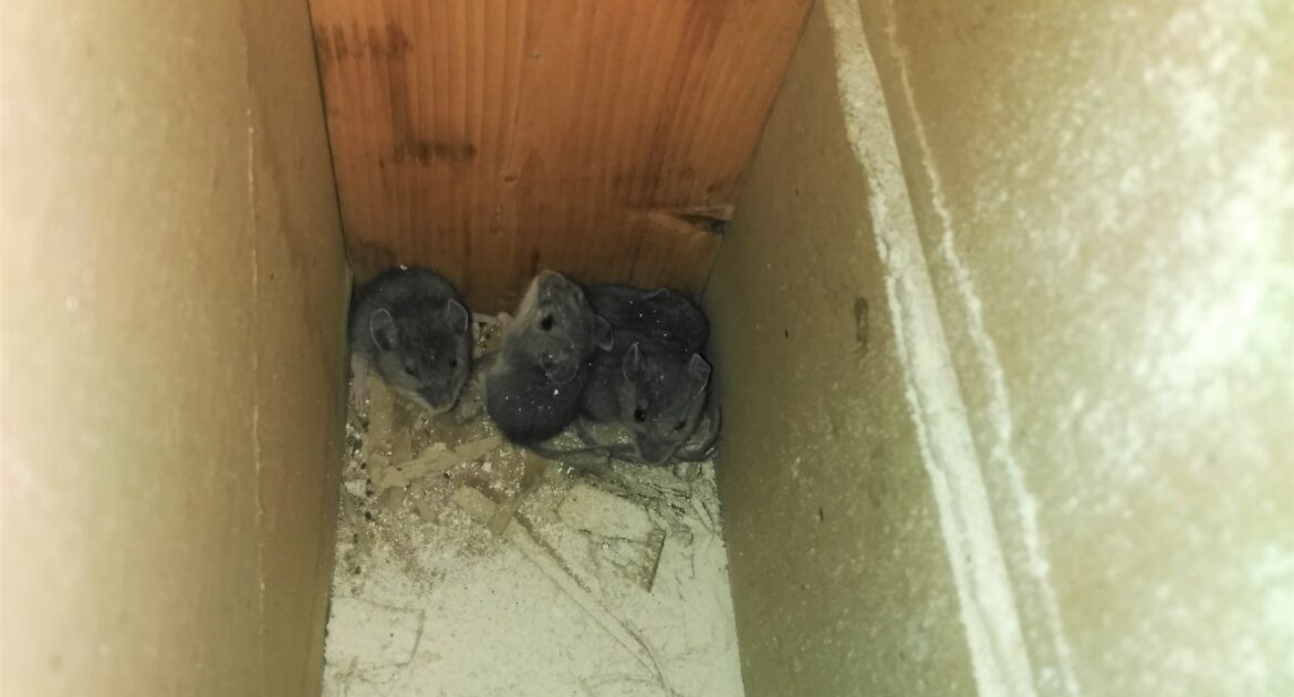 How Vertical Pipes On Your Marietta Home May Be Leading Mice Inside