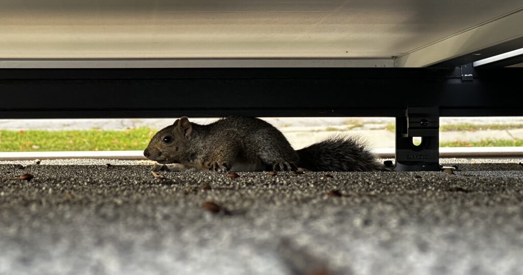 Squirrel Removal Brookhaven