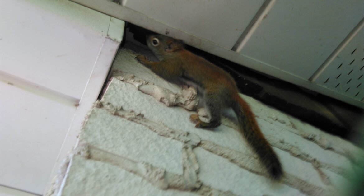 Kitchener Wildlife Control How Do Squirrels Stay Warm In Winter Months