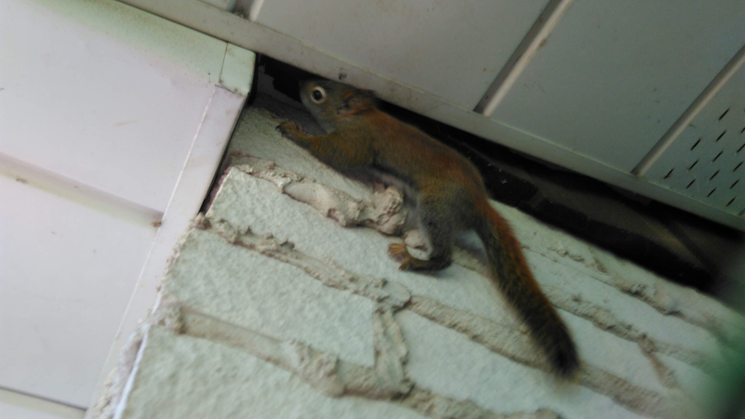 Kitchener Wildlife Control How Do Squirrels Stay Warm In Winter Months