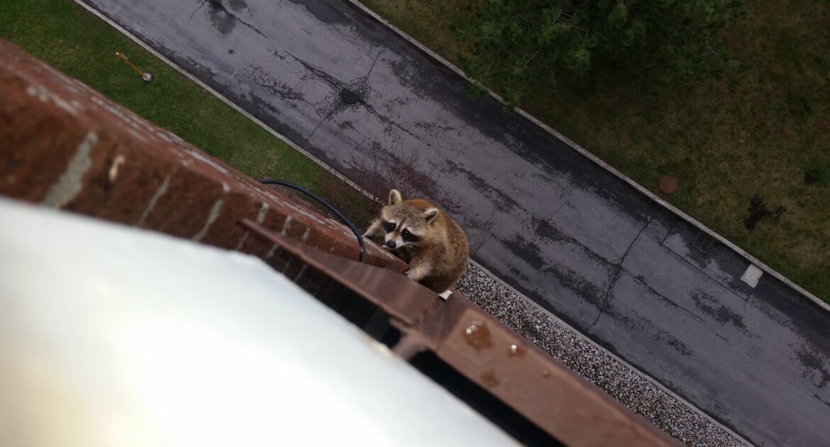 Madison Wildlife Removal Outdoor Lighting Solutions to Deter Raccoons at Night