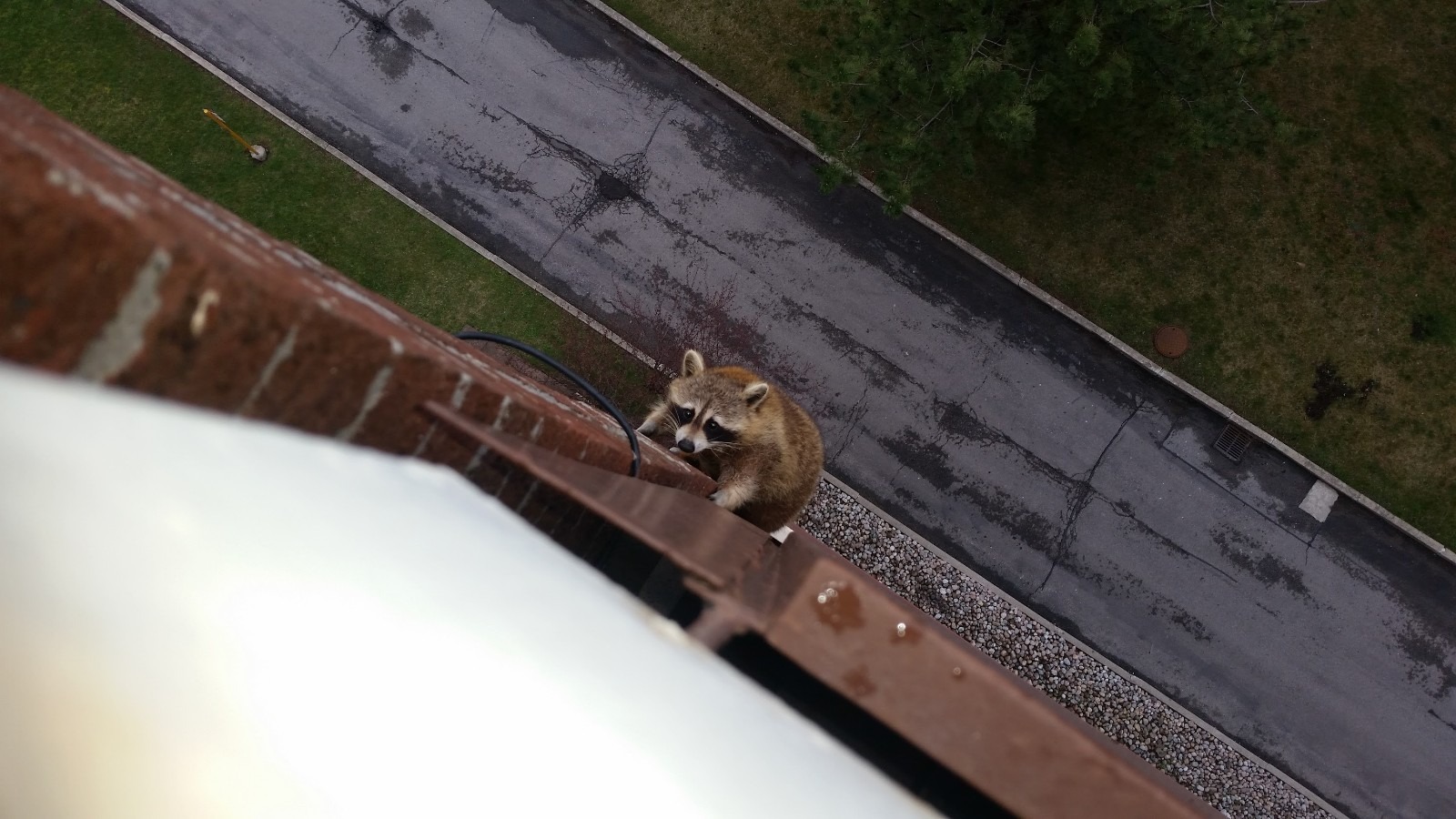 Madison Wildlife Removal Outdoor Lighting Solutions to Deter Raccoons at Night