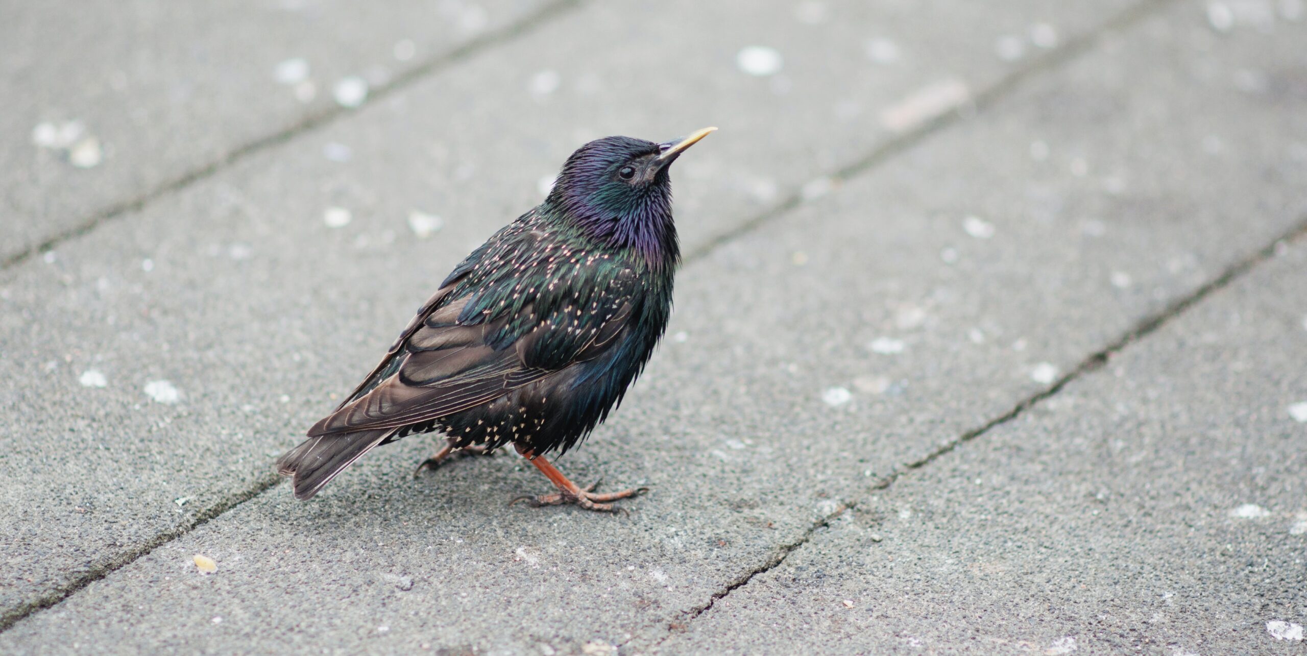 Managing Nuisance Birds Effective Strategies for Protecting Your Home