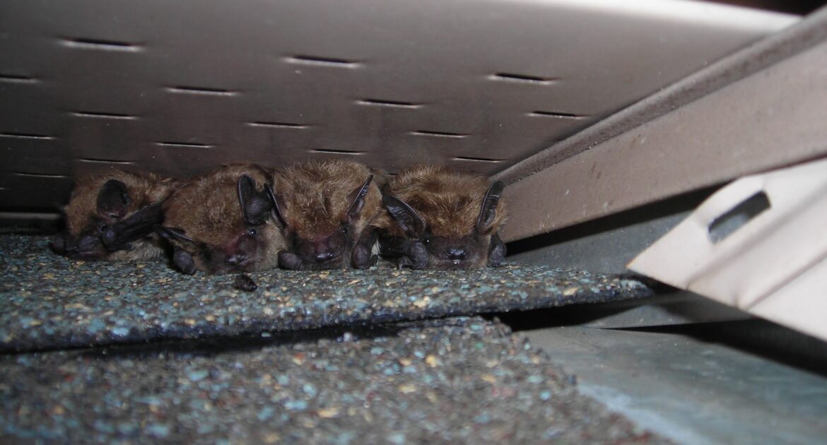 Marietta Wildlife Removal Do Bats Hibernate in Georgia