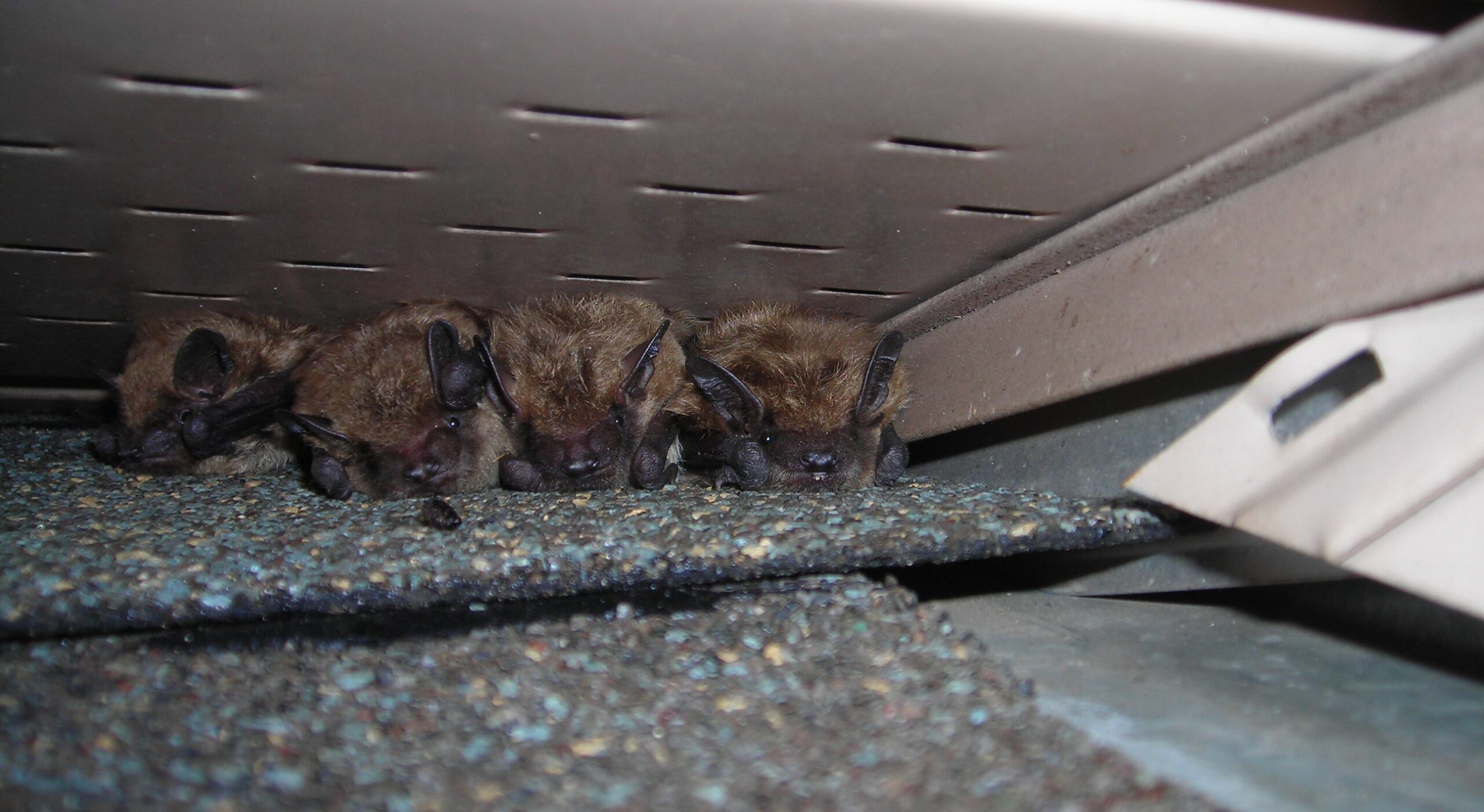 Marietta Wildlife Removal Do Bats Hibernate in Georgia