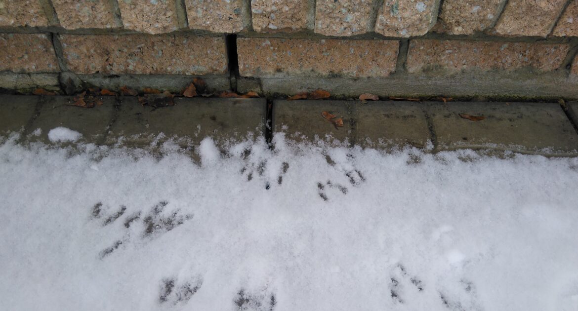 Mice Habits in Winter and How to Keep Them Out of Your Boston Home