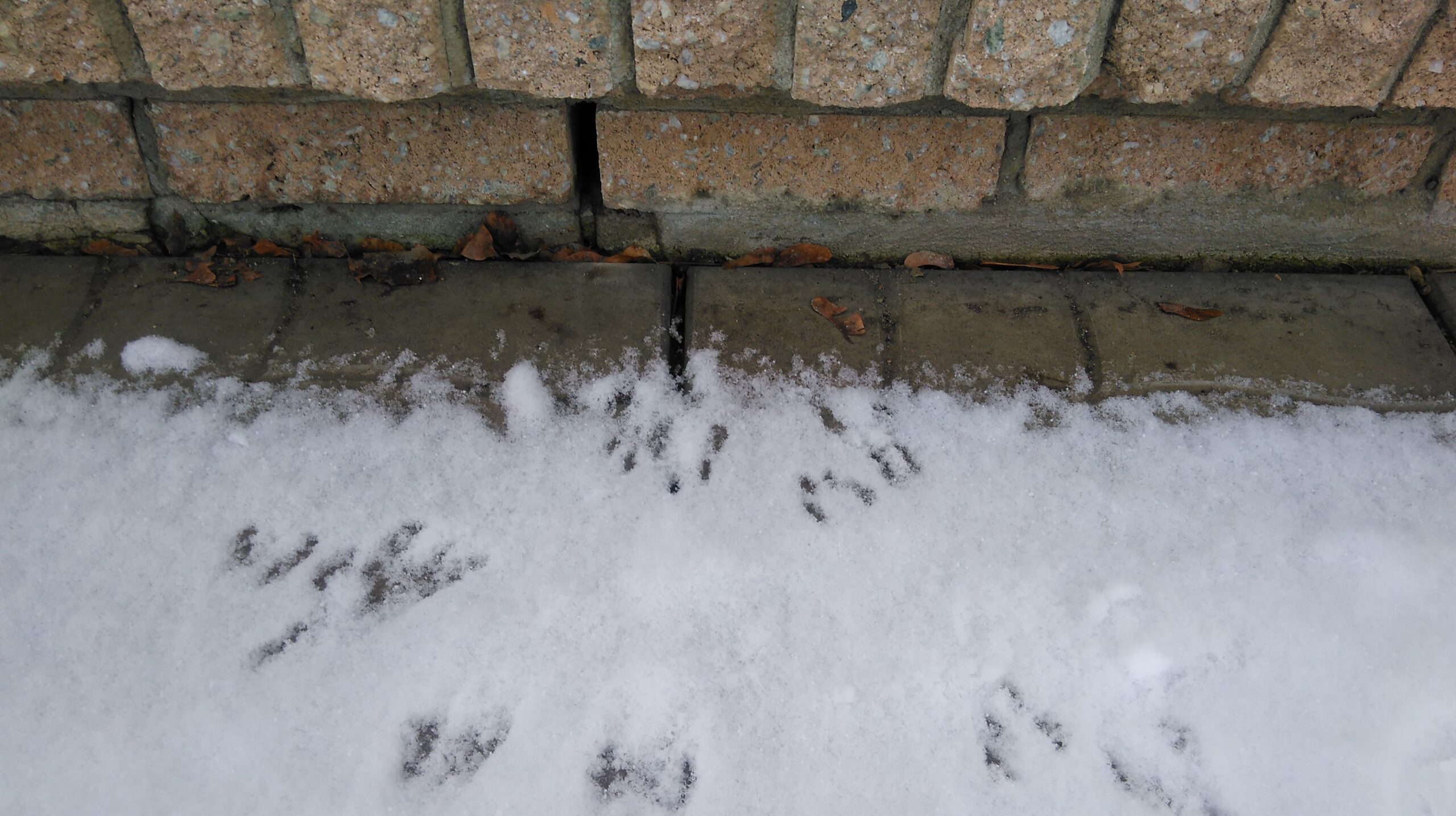 Mice Habits in Winter and How to Keep Them Out of Your Boston Home