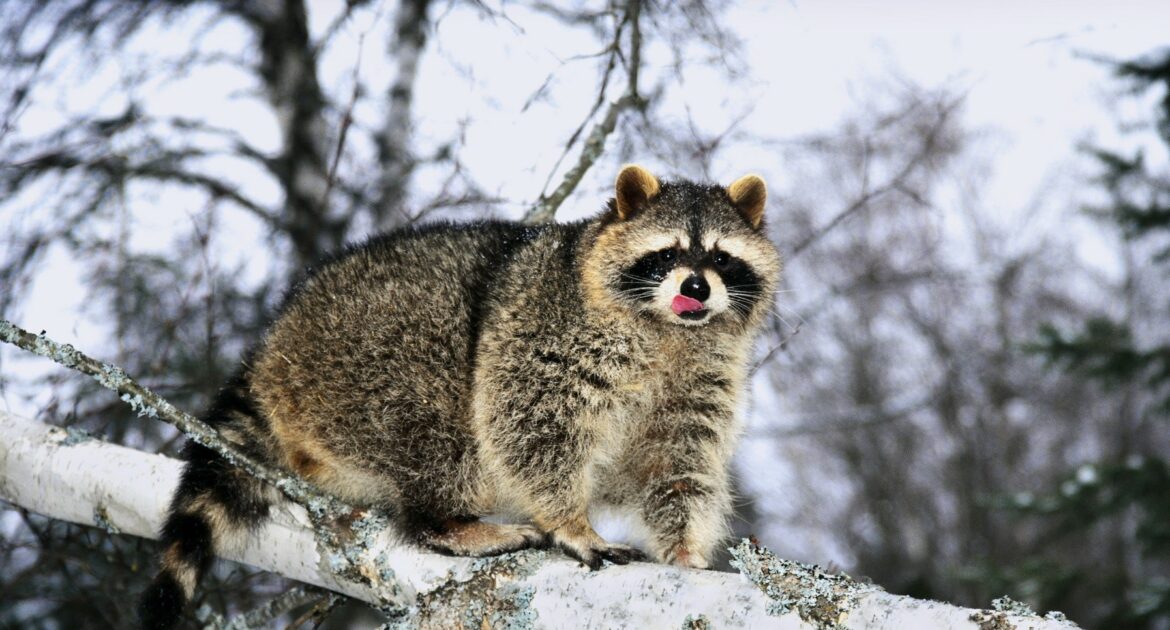 Niagara Wildlife Removal How Raccoons Adapt During The Winter