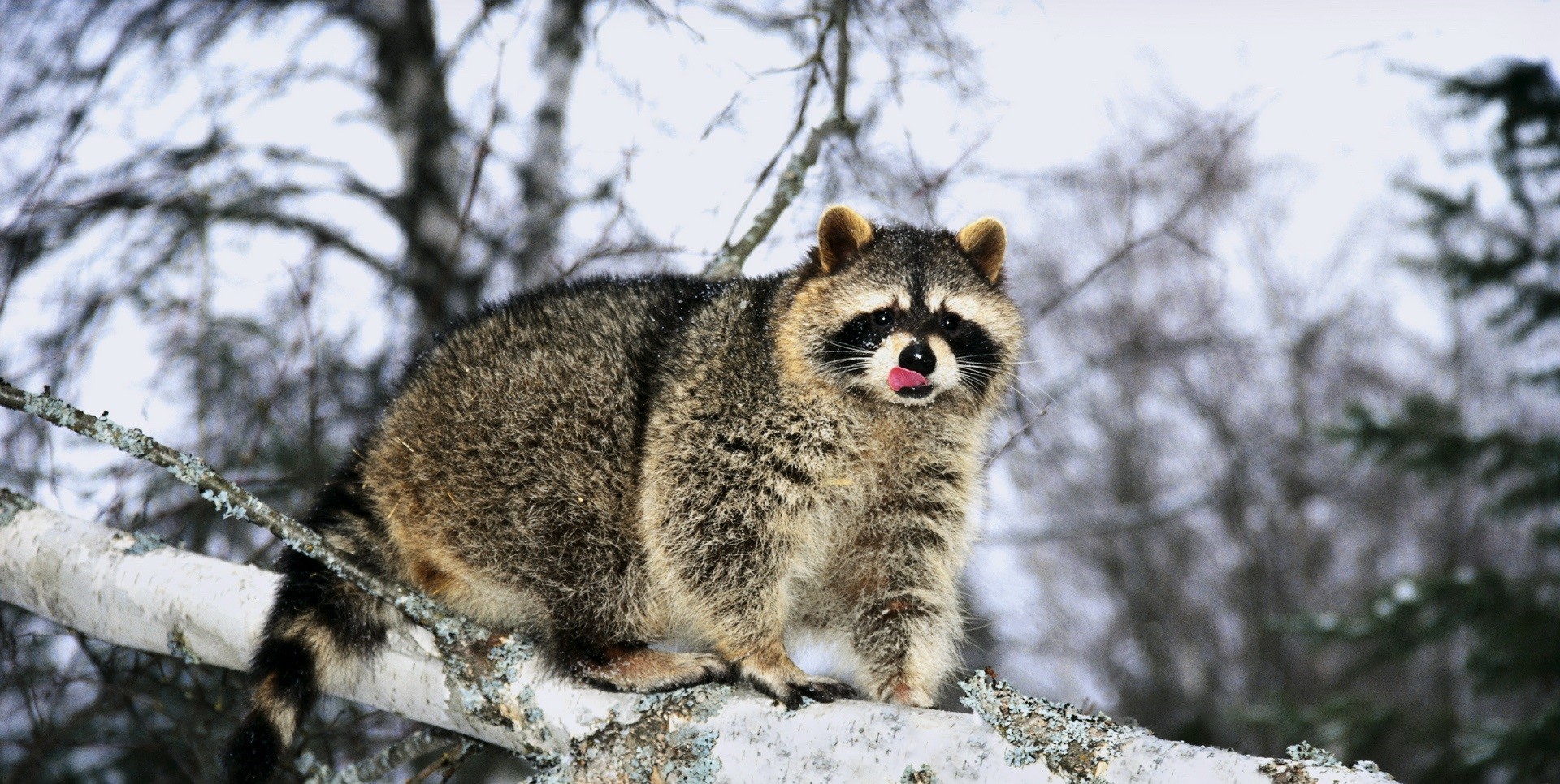 Niagara Wildlife Removal How Raccoons Adapt During The Winter