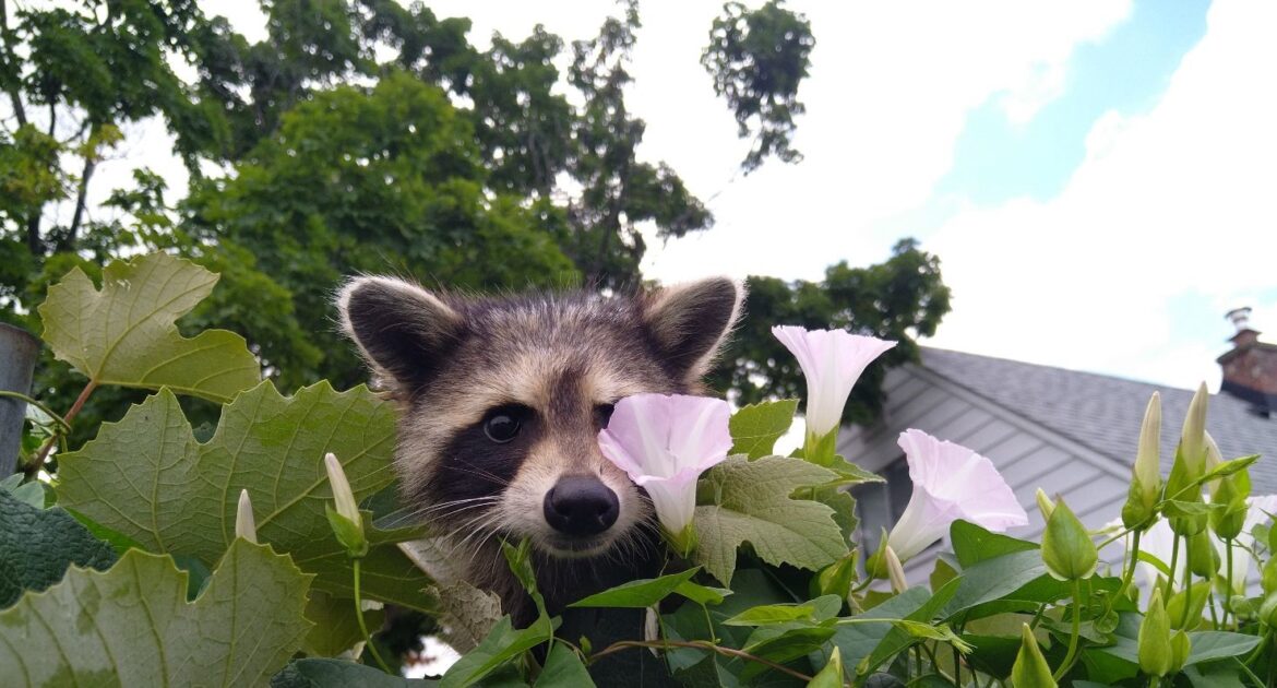 Raccoons The Clever Urban Explorers with a Knack for Problem Solving