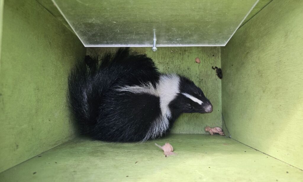 Skunk Removal Marietta