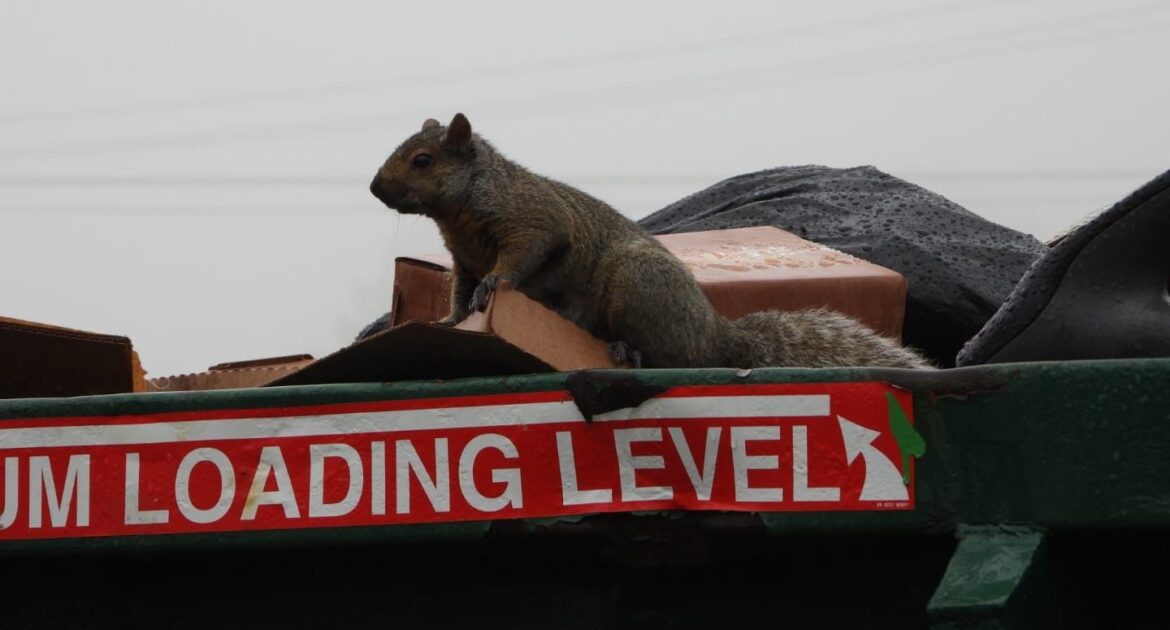 Squirrel Proofing Your Trash Five Best Practices