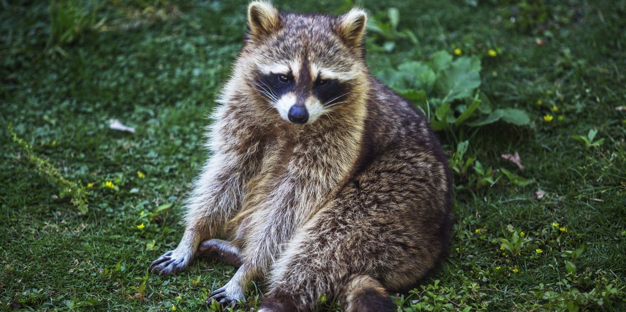 The Best Fencing Solutions to Keep Raccoons Out of Your Garden