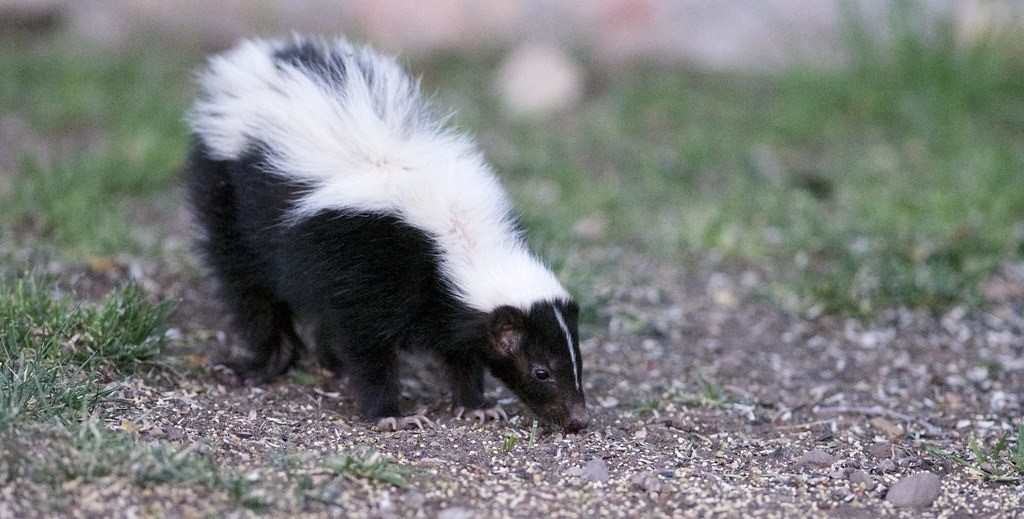 The Hooded Skunk Understanding Its Distinctive Characteristics