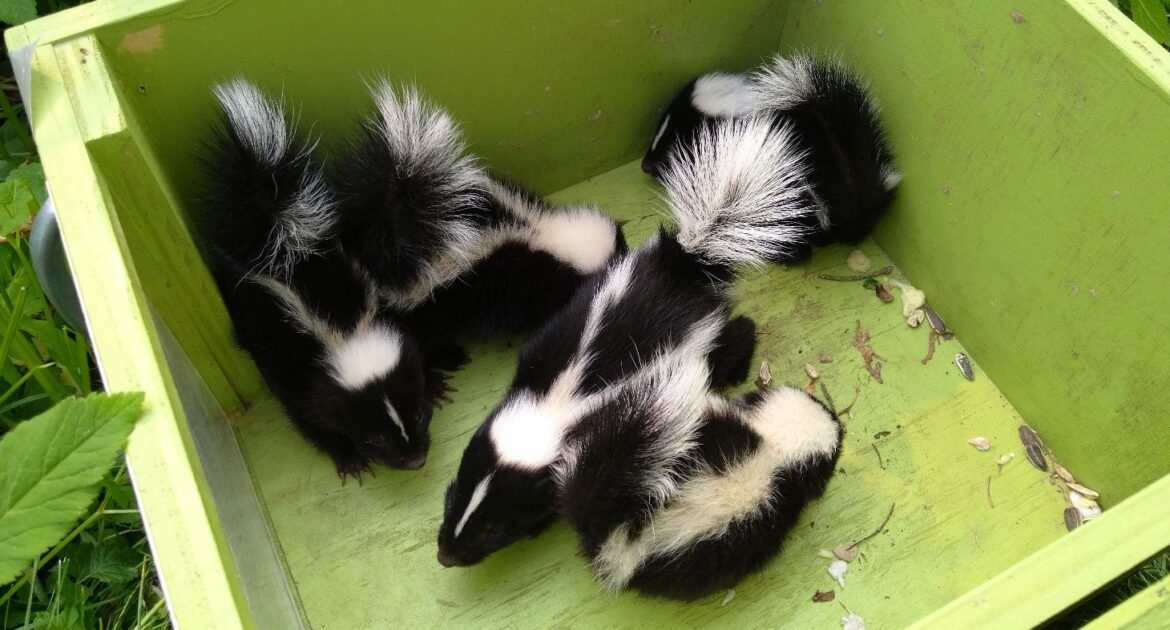 The Role of Skunks in Ecosystems More Than Just Their Scent