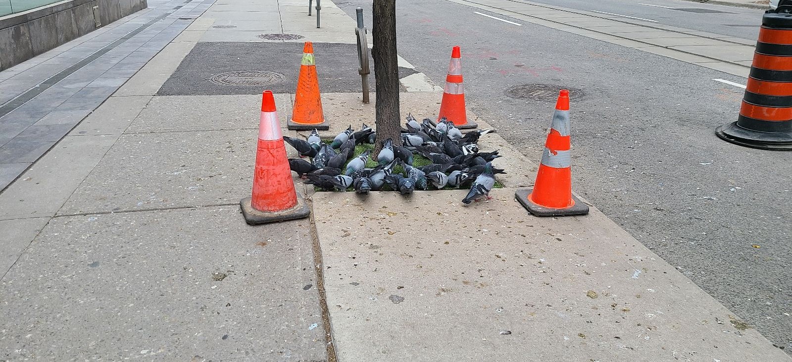 Toronto Wildlife Control Why Are Pigeons Called Rats With Wings