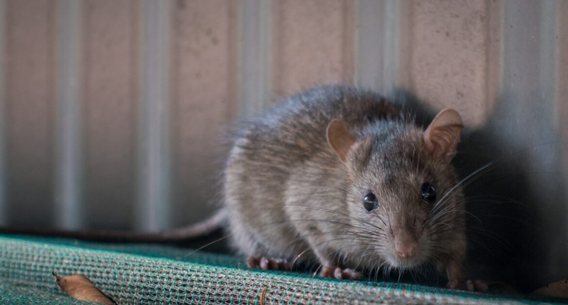 Wildlife Control In Bowmanville What To Do If A Rat Bites Your Pet