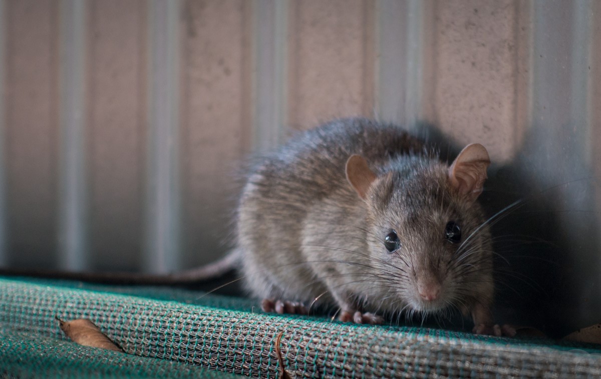 What To Do If A Rat Bites Your Pet | Skedaddle Bowmanville