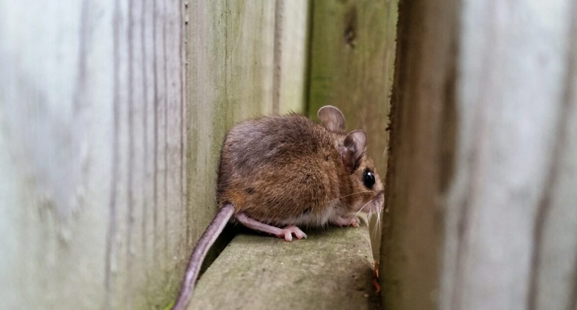 5 Places Mice Like To Hide And What To Look For