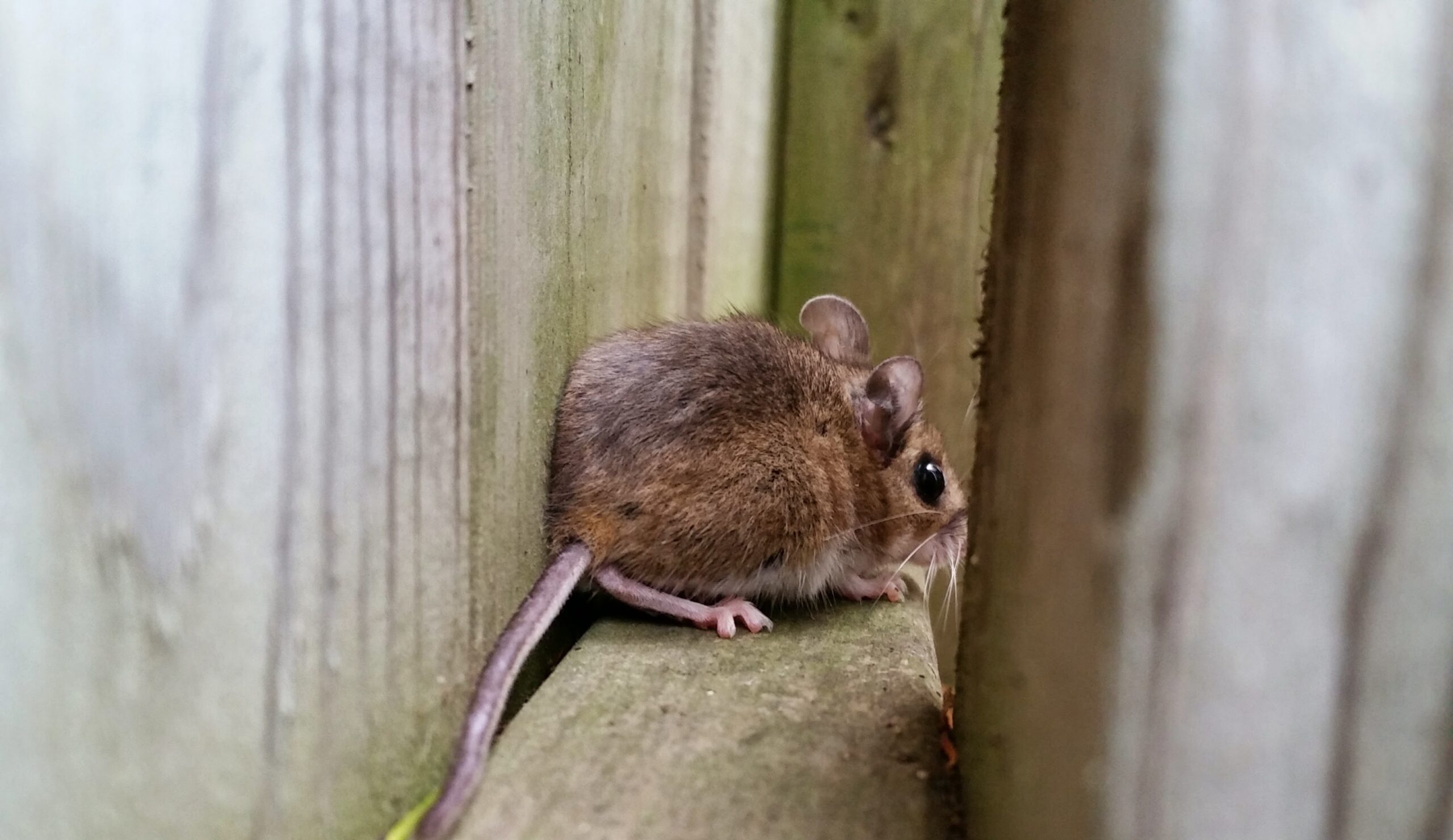 5 Places Mice Like To Hide And What To Look For