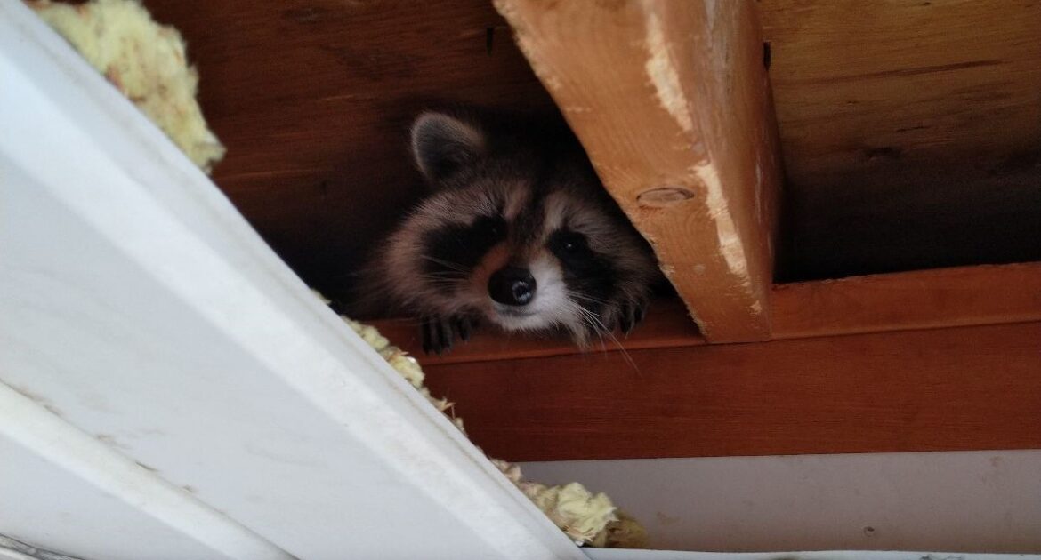 5 Ways Raccoons May Be Getting Into Your Attic This Winter