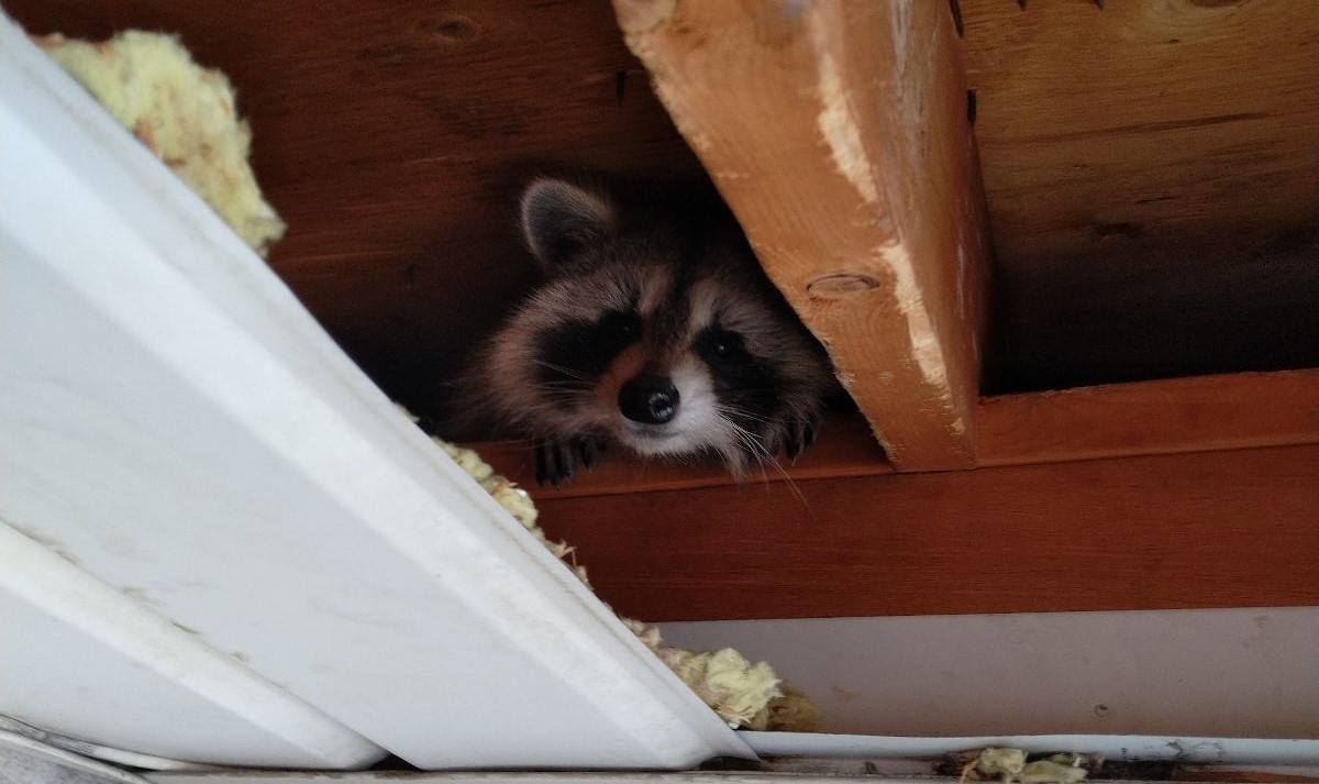 5 Ways Raccoons May Be Getting Into Your Attic This Winter