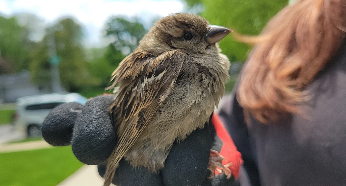 7 Ways a Bird Infestation Can Damage Your Markham Property