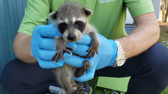 Barrie Wildlife Control How Raccoons Adapt to Urban Life