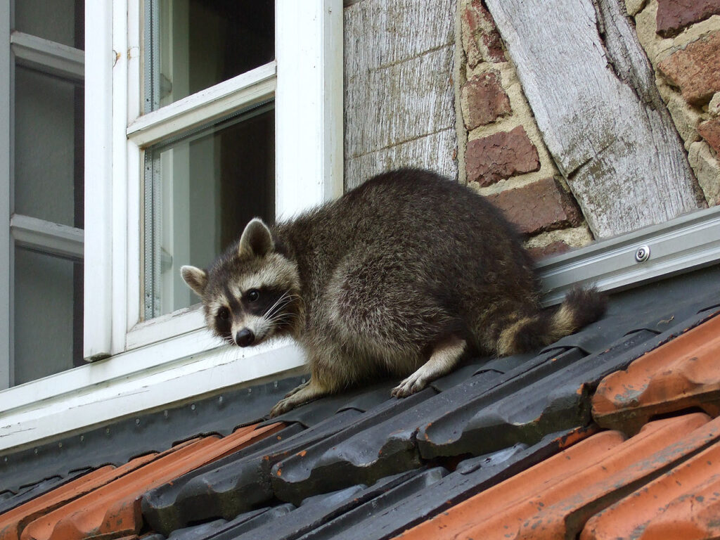 Barrie Wildlife Control How Raccoons Adapt to Urban Life