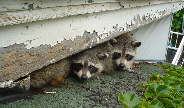 Barrie Wildlife Control How Raccoons Adapt to Urban Life