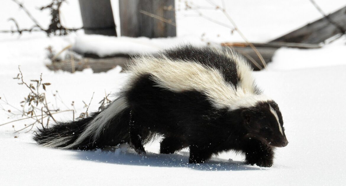 Blaine Wildlife Control - How Do Skunks Stay Warm In the Winter