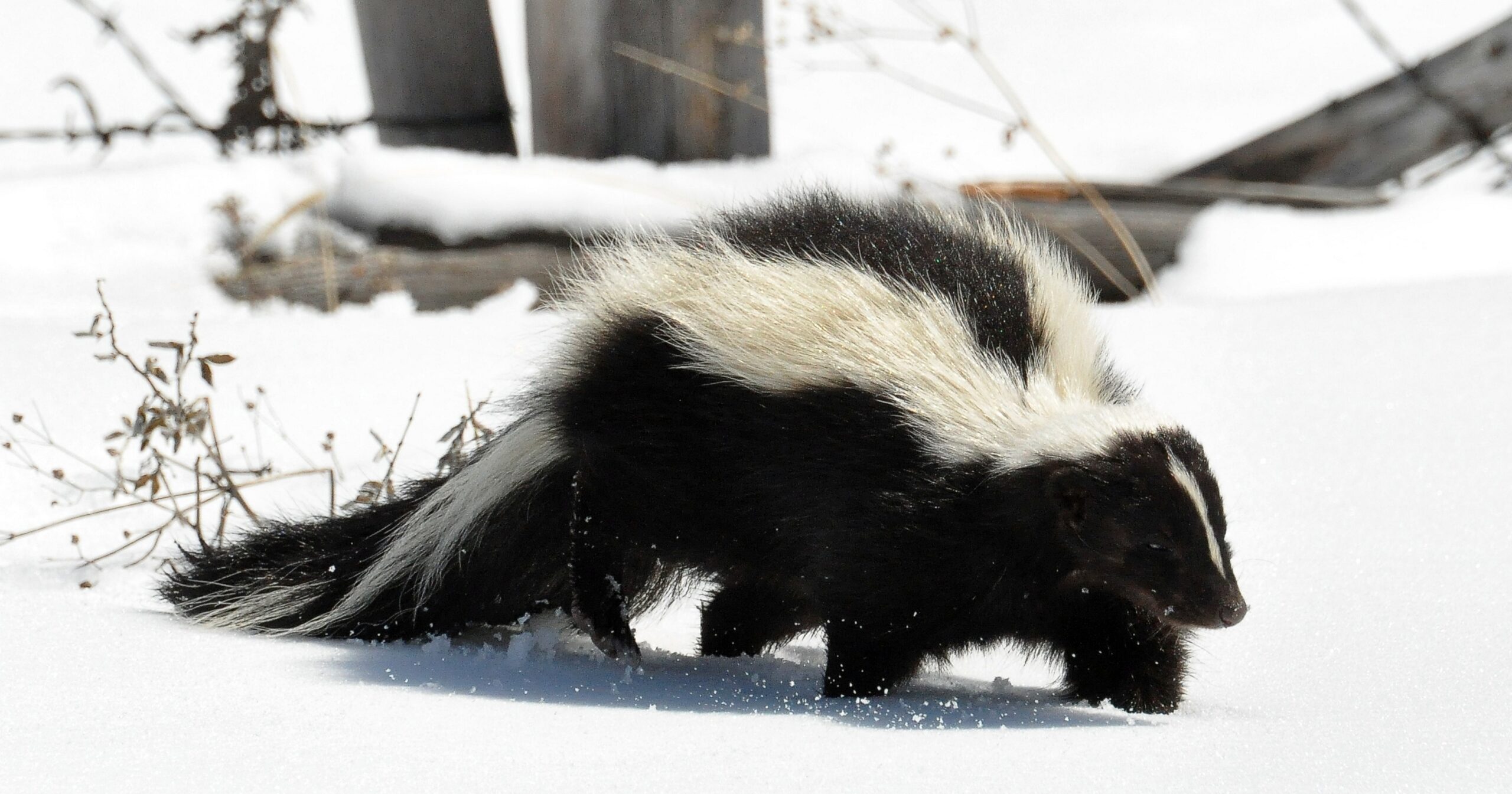 Skunks In The Winter | Skedaddle Minnesota