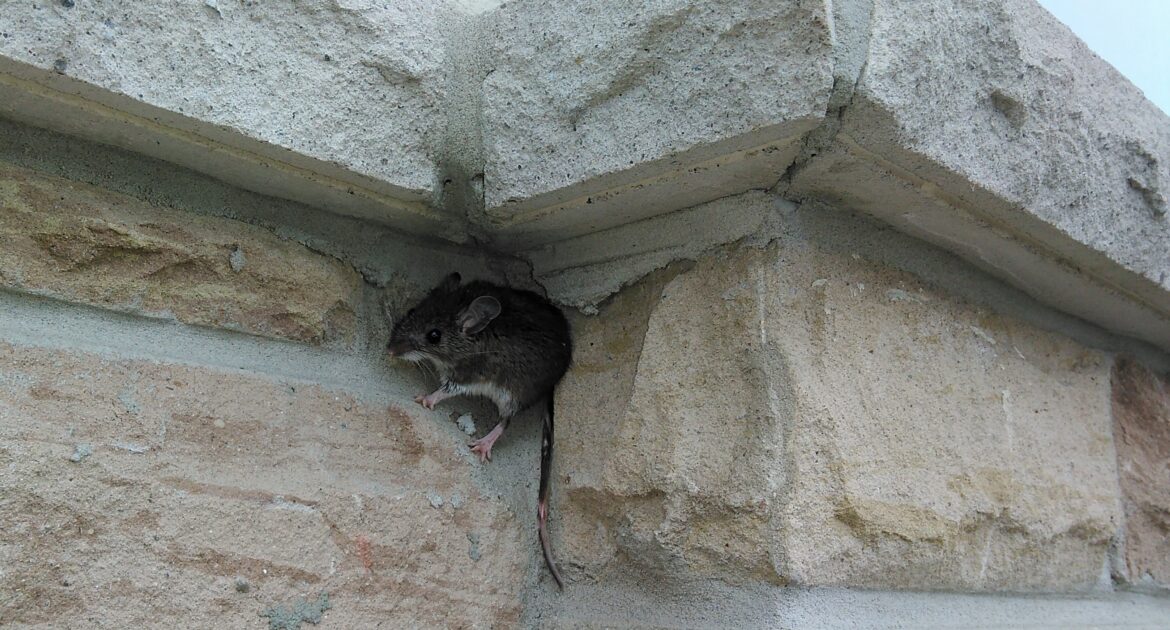 Colwood Wildlife Removal - How To Inspect Your Foundation To Keep Mice Out