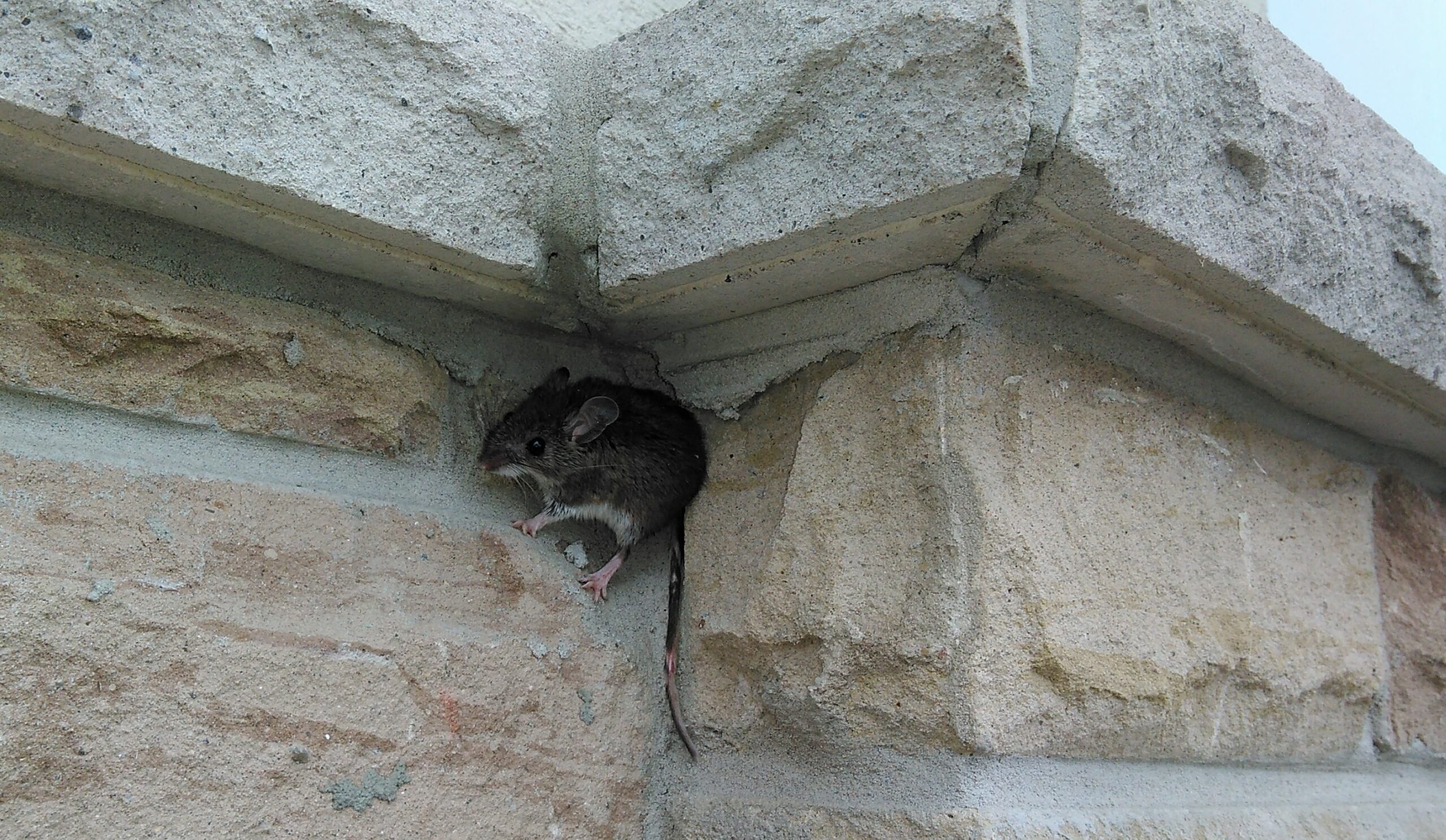 Colwood Wildlife Removal - How To Inspect Your Foundation To Keep Mice Out