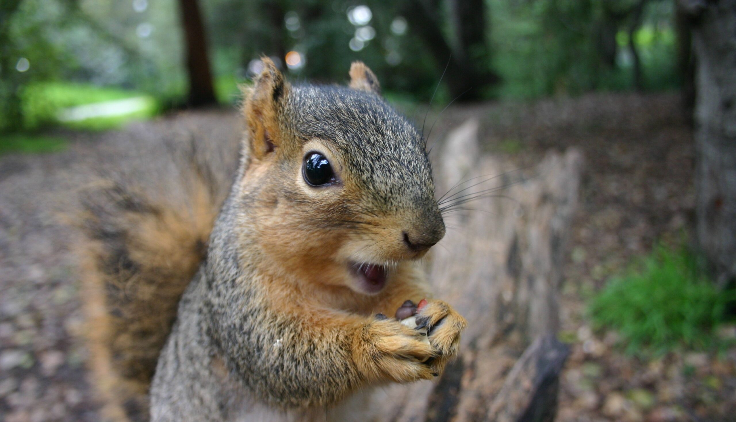 Do Squirrels Ever Forget Where They Bury Their Nuts