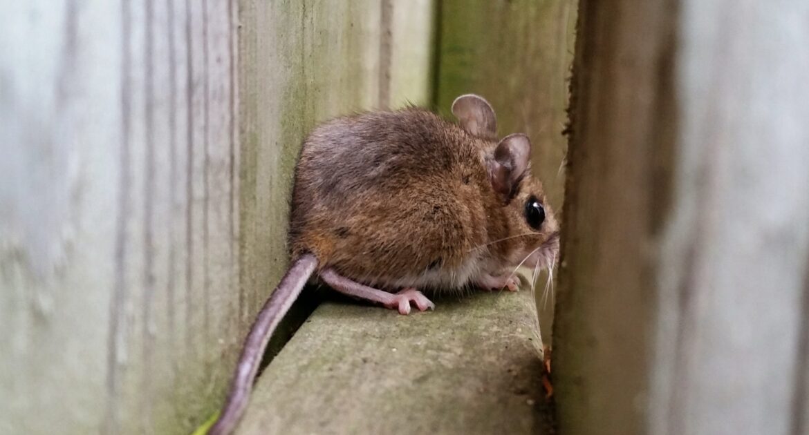 Durham Wildlife Control - Signs of Mice in Your Holiday Storage Areas and How to Protect Them