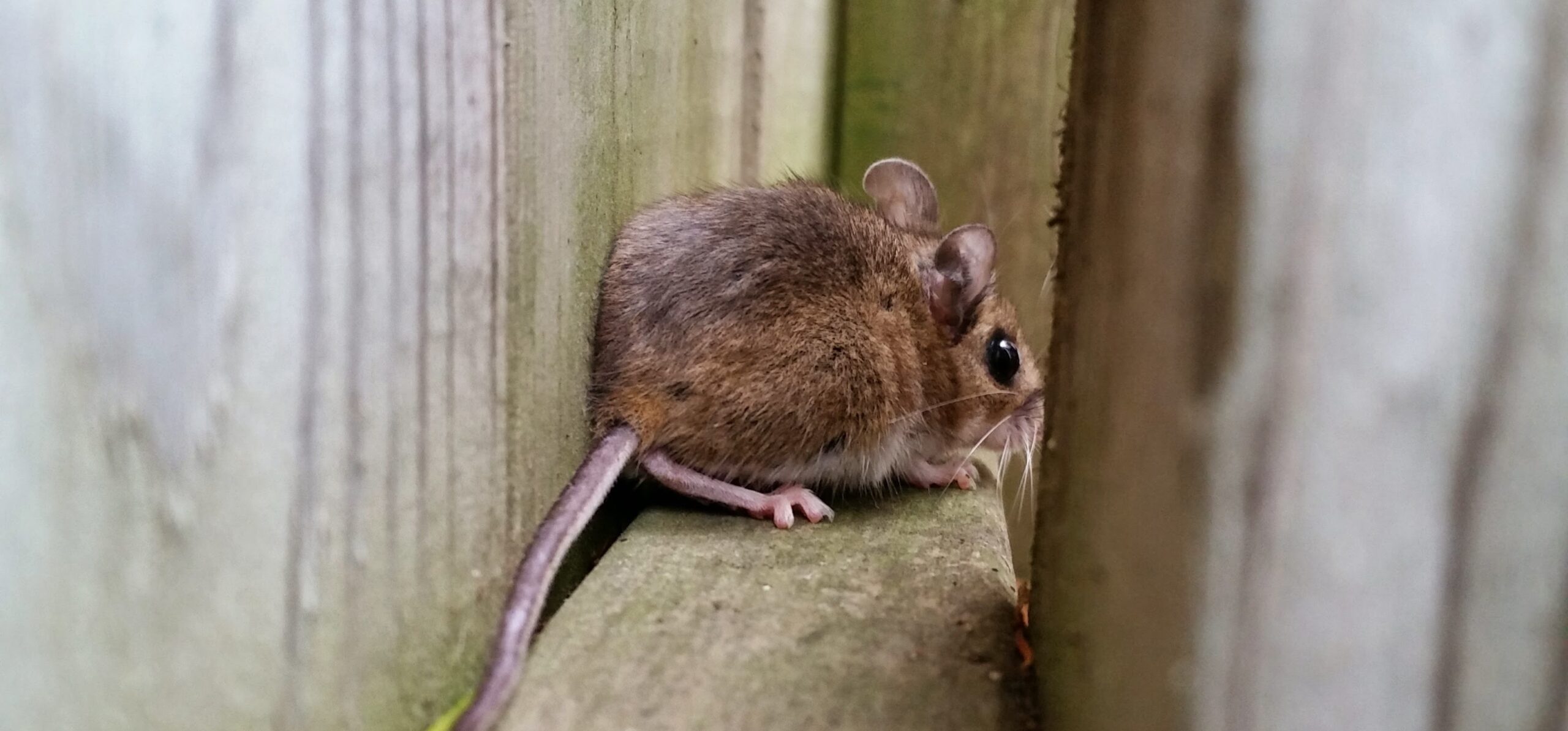 Durham Wildlife Control - Signs of Mice in Your Holiday Storage Areas and How to Protect Them