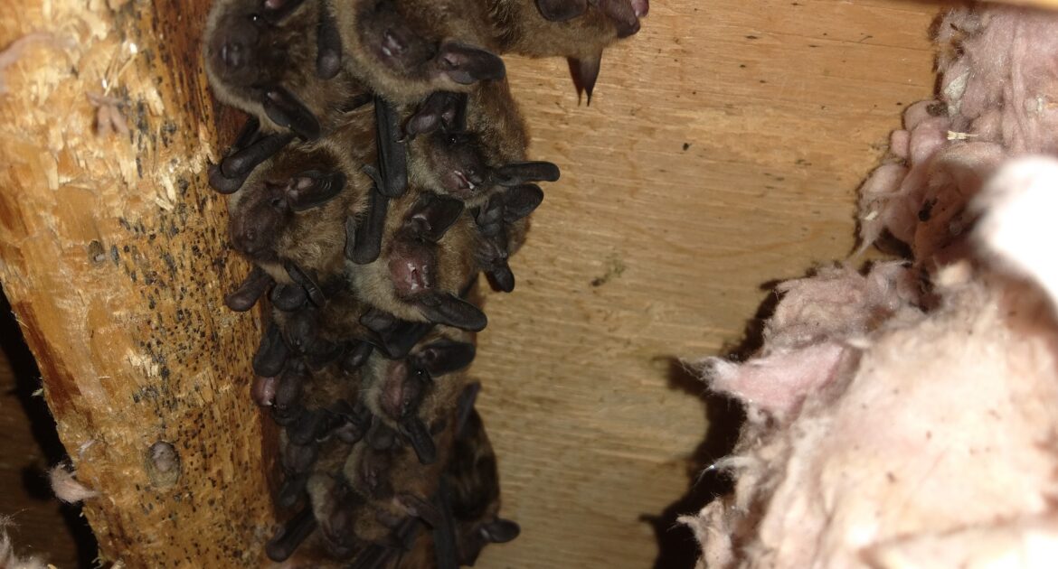 Esquimalt Wildlife Control - What Do Bats Eat In The Winter