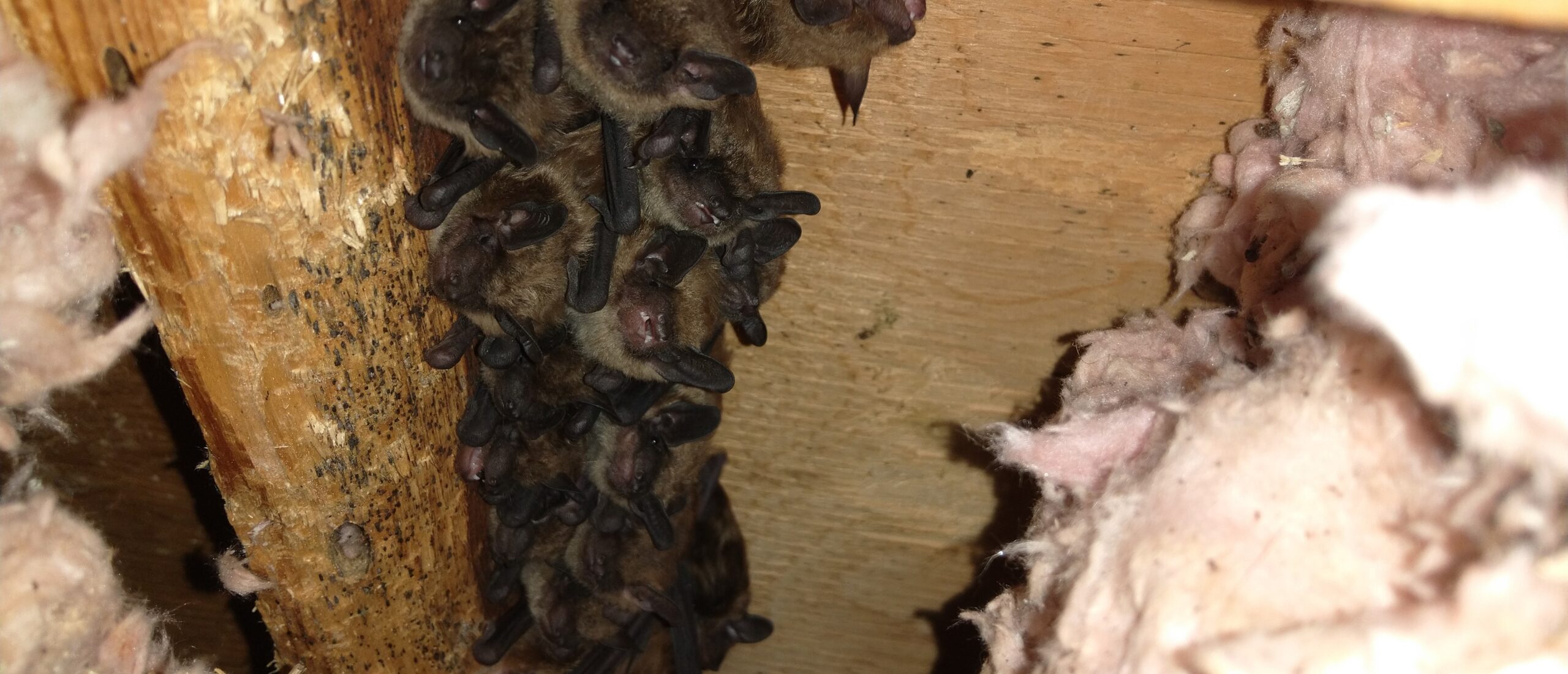 Esquimalt Wildlife Control - What Do Bats Eat In The Winter