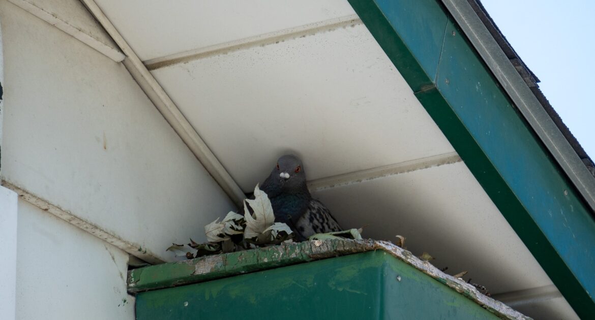 How Bird Droppings Can Damage Your Toronto Property