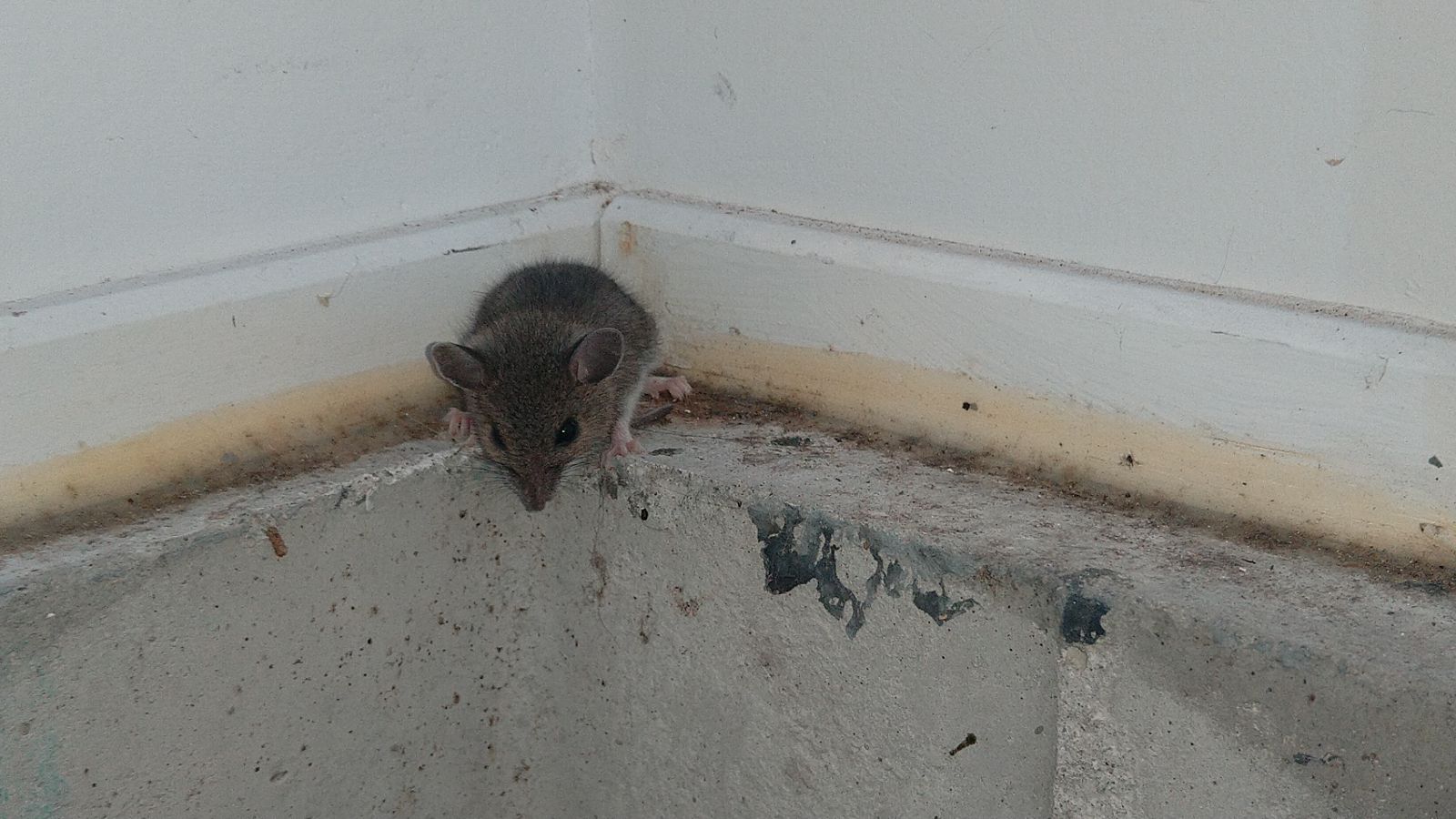 How Eliminating Nesting Areas Can Help With Preventing Mouse Infestations in Oak Bay