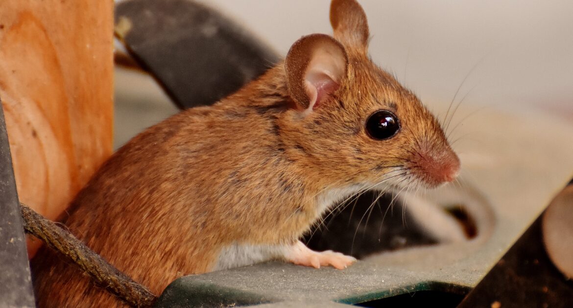 How Mice Could Cause A Fire Hazard In Your Home