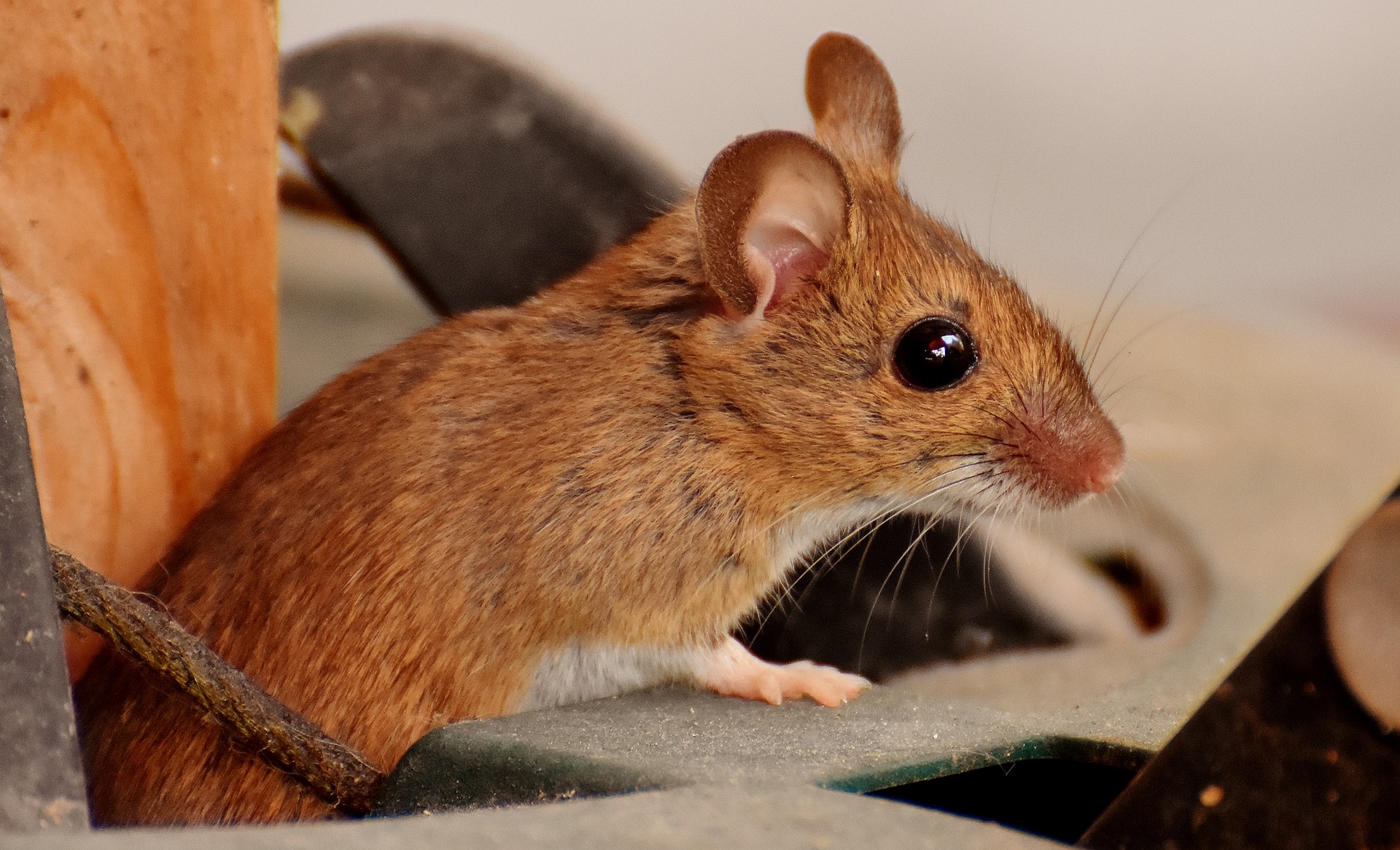 How Mice Could Cause A Fire Hazard In Your Home