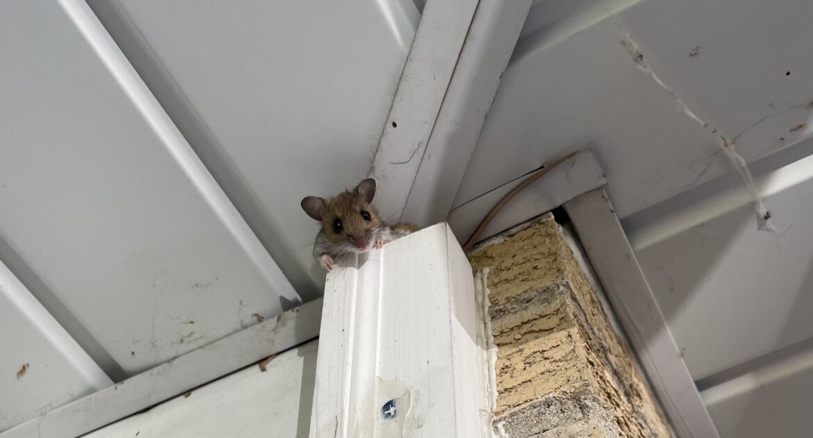 How Skedaddle Minnesota Guarantees a Mouse Free Home - Expert Solutions for Lasting Results