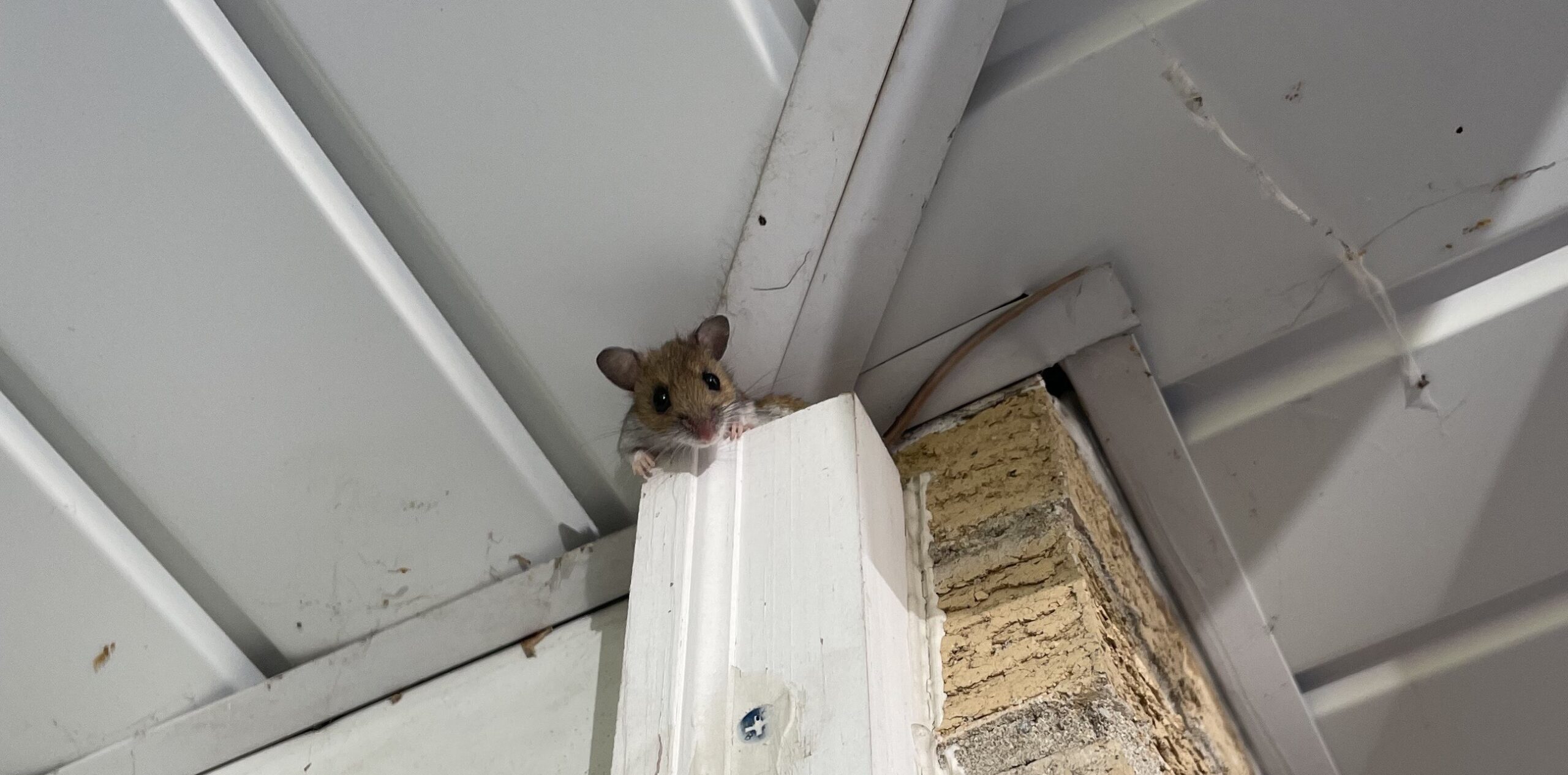 How Skedaddle Minnesota Guarantees a Mouse Free Home - Expert Solutions for Lasting Results