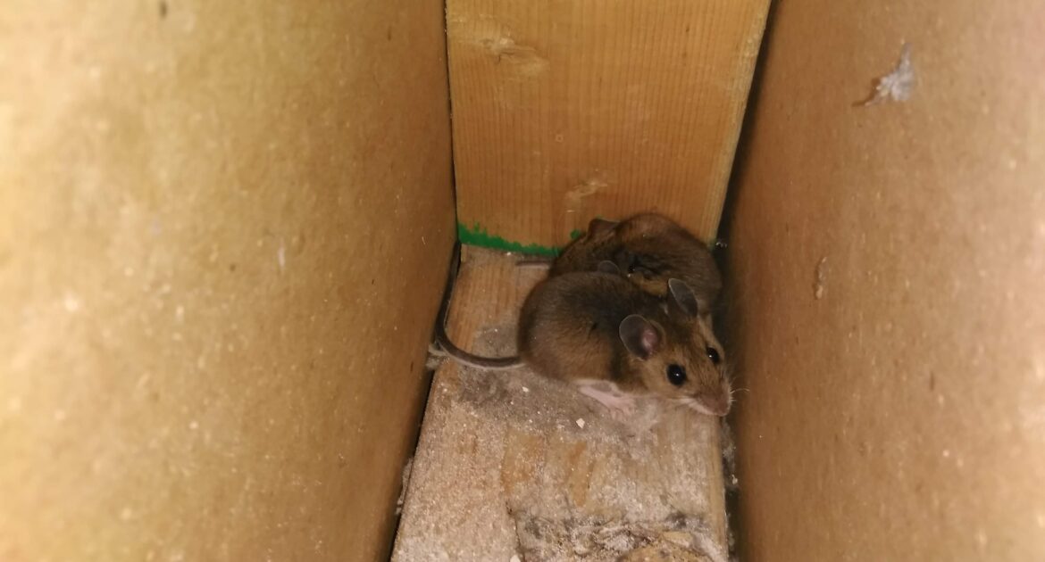 Kitchener Wildlife Control - The Dangers Of Using Inhumane Methods To Get Rid Of Mice