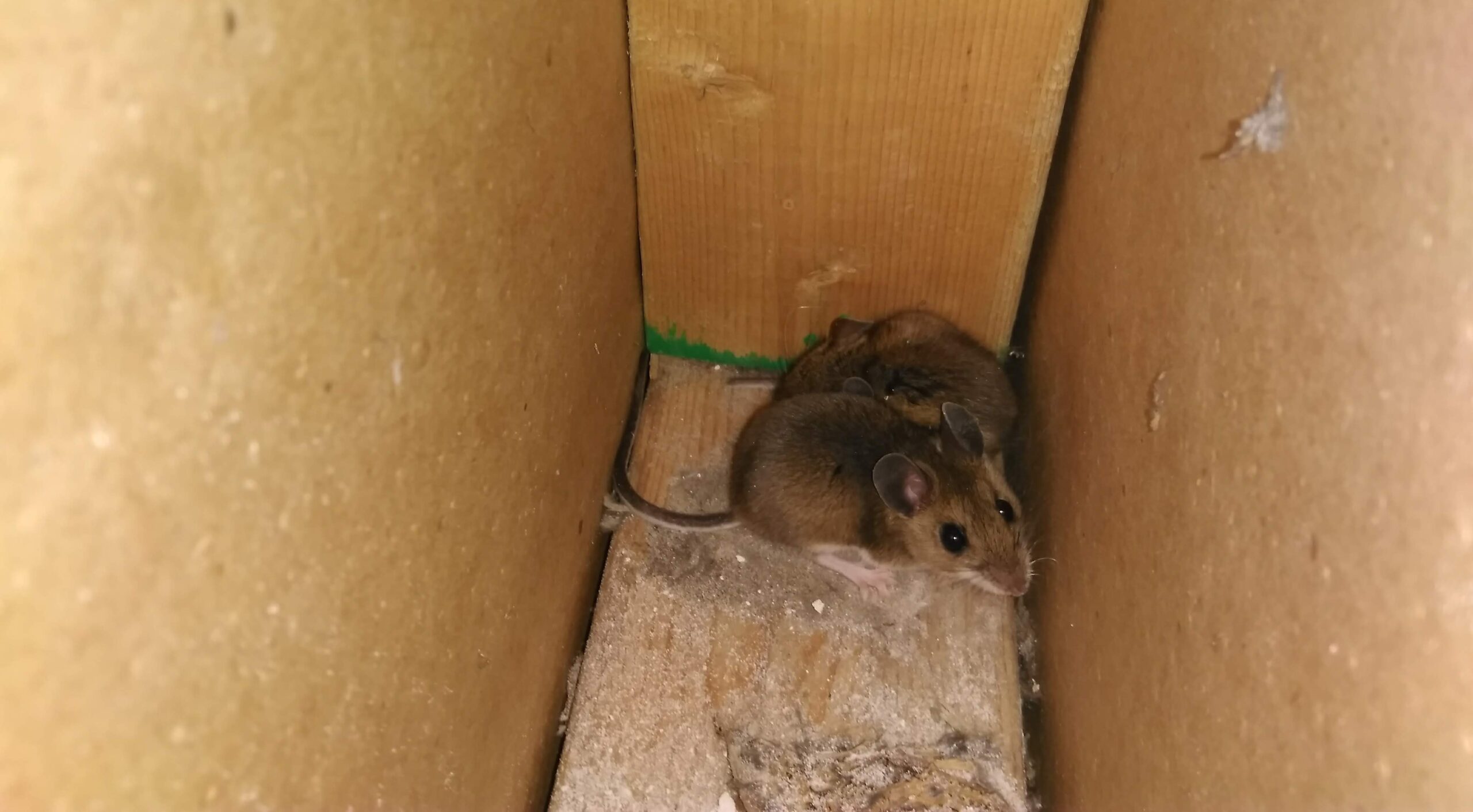 Kitchener Wildlife Control - The Dangers Of Using Inhumane Methods To Get Rid Of Mice